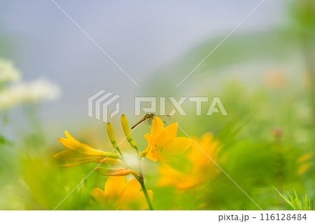 【栃木県】日光・霧降高原　ニッコウキスゲにとまったトンボ 116128484