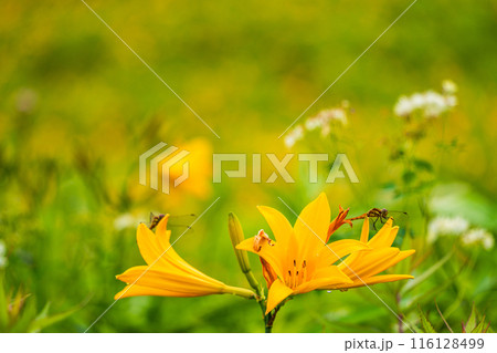 【栃木県】日光・霧降高原　ニッコウキスゲにとまったトンボ 116128499