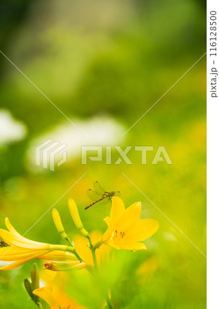 【栃木県】日光・霧降高原　ニッコウキスゲにとまったトンボ 116128500