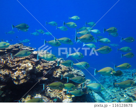 テングハギの群れ 116128678