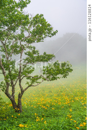 【栃木県】日光・霧降高原 キスゲ平園地のダケカンバとニッコウキスゲ 【栃木県】日光・霧降高原 キスゲ平園地のダケカンバとニッコウキスゲ 116128814