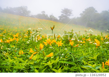 【栃木県】日光・霧降高原  天空回廊斜面のニッコウキスゲ 116128952