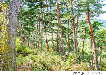 松茸山 マツタケ狩り アカマツ 松茸山 マツタケ狩り アカマツ 116128965