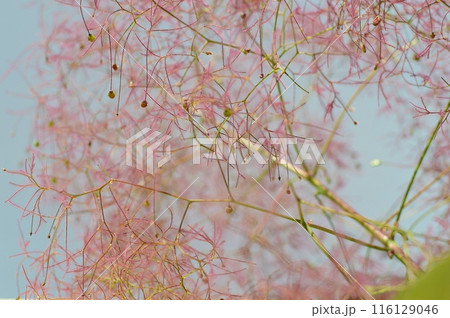 煙のようなスモークツリーの花穂　　 116129046