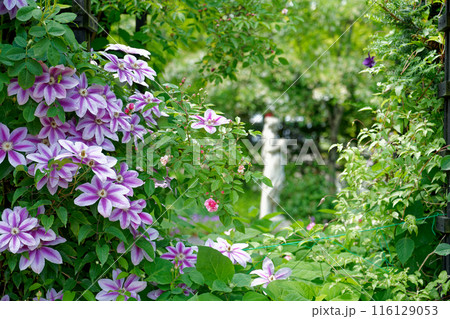 白い乙女の像と可憐な花 白い乙女の像と可憐な花 116129053