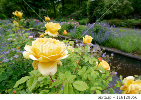 水辺の有る庭園に咲く黄色いバラ 水辺の有る庭園に咲く黄色いバラ 116129056