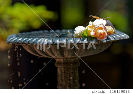 バラが飾る噴水のある風景 116129058