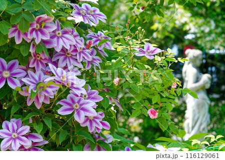 白い乙女の像と可憐な花 116129061