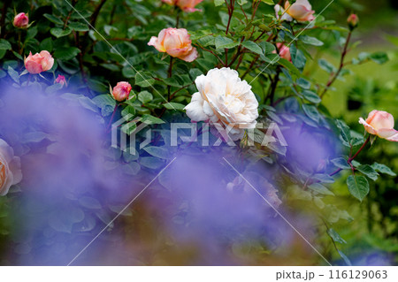 白いバラ 白いバラ 116129063