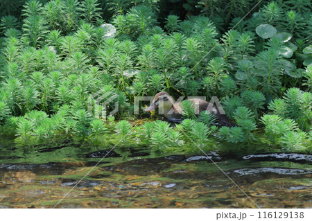 水辺の緑色の水草の中にカルガモの子供 116129138