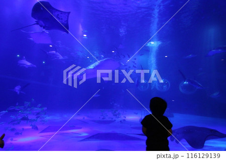水族館の水槽を眺める子 116129139