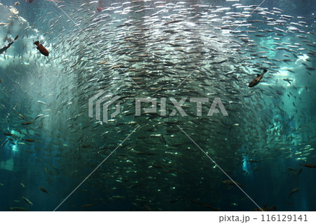 大きな水槽の中を泳ぐ魚たち1 116129141