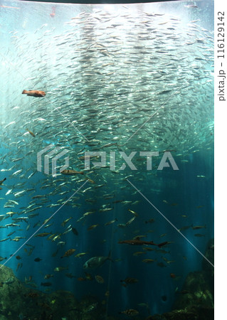 大きな水槽の中を泳ぐ魚たち2 116129142