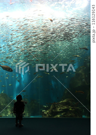 水族館の水槽を眺める子ども1 116129143