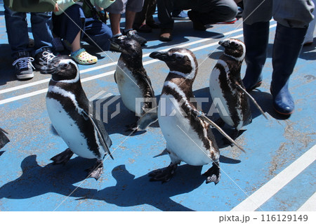 散歩をするペンギンたち2 116129149