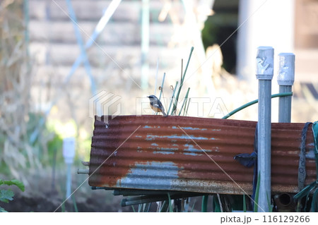 波板の屋根にとまるジョウビタキ 波板の屋根にとまるジョウビタキ 116129266