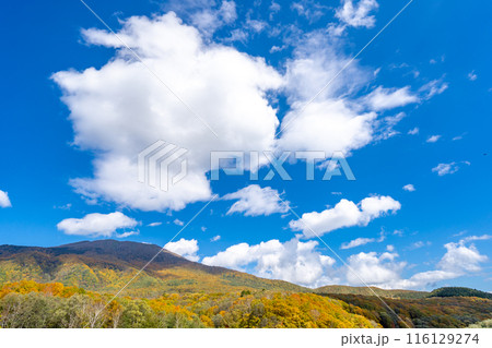 笹ヶ峰高原　妙高の山並みに囲まれた爽やかな高原　笹ヶ峰牧場　妙高山麓県民の森 116129274