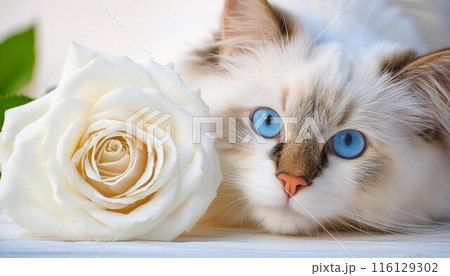 バラの花と猫 116129302