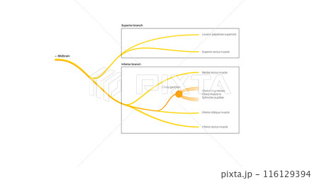 Oculomotor nerve anatomy 116129394
