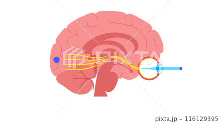 Optic nerve anatomy 116129395