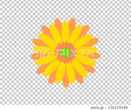 A simple illustration of a yellow gerbera 116129589