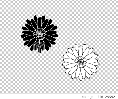 Gerbera black and white illustration set 116129592