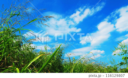 荒川土手の雑草と青空のさわやかな風景 荒川土手の雑草と青空のさわやかな風景 116129807
