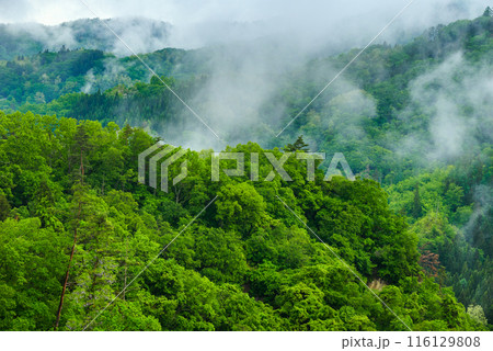 雨霧と新緑の山【北安曇郡池田町】 116129808