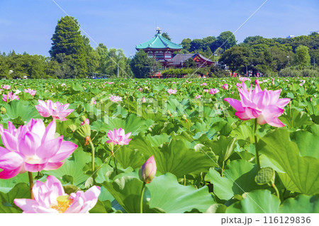 夏の不忍池 夏の不忍池 116129836
