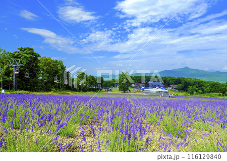 夏のラベンダーパーク 116129840