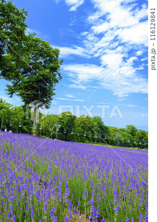 広がるラベンダー畑（縦） 116129841