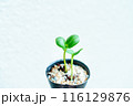 ポット苗の双葉_3 ポット苗の双葉_3 116129876