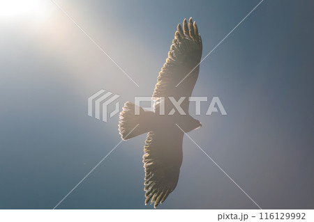 逆光の中飛翔する美しいケアシノスリ（タカ科）。  日本国群馬県、利根川河川敷にて。 2024年3月 116129992