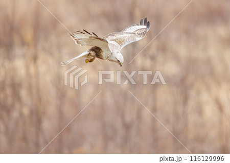 狩りのために葦原に飛び込む美しいケアシノスリ（タカ科）。  日本国群馬県、利根川河川敷にて。 116129996