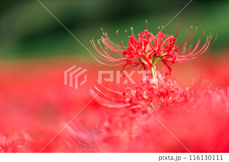 彼岸花のクローズアップ 116130111