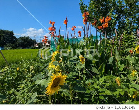 初夏の公園に咲く赤いカンナの花と黄色いひまわりの花 初夏の公園に咲く赤いカンナの花と黄色いひまわりの花 116130149
