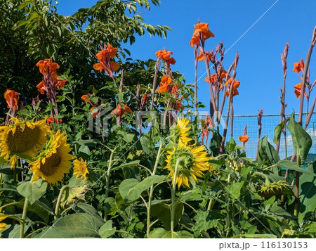 初夏の公園に咲く赤いカンナの花と黄色いひまわりの花 初夏の公園に咲く赤いカンナの花と黄色いひまわりの花 116130153