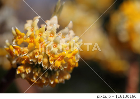中国ミツマタの花 116130160
