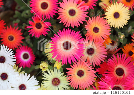 リビングストンデージーの赤い花 116130161