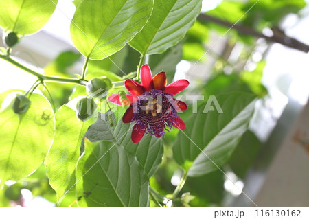 オオミノトケイソウの花 116130162