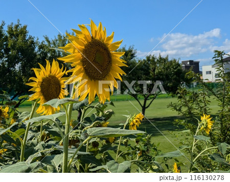 初夏の公園に咲く黄色いヒマワリの花 初夏の公園に咲く黄色いヒマワリの花 116130278