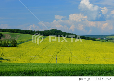 中欧のチェコ共和国　南モラヴィア州キヨフ近くのモラヴィア大草原　小さなチャペル前の菜の花畑の景色 116130292