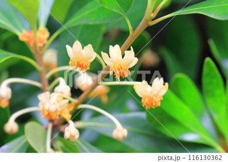 小さな木斛（モッコク）の花 116130362