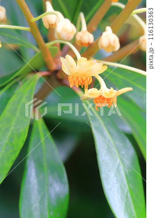 小さな木斛(モッコク)の花 小さな木斛(モッコク)の花 116130363