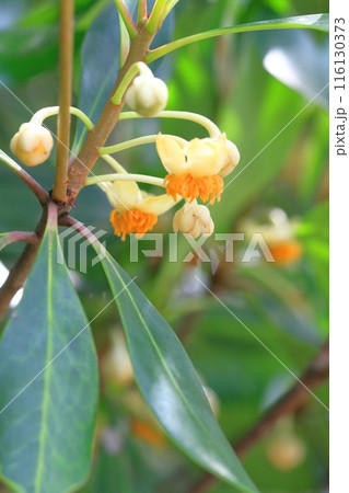 小さな木斛（モッコク）の花 116130373