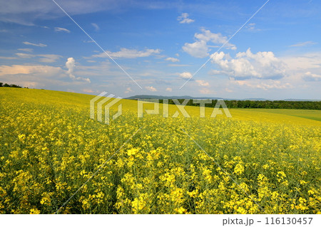 中欧のチェコ共和国　南モラヴィア州キヨフ近くのモラヴィア大草原　小さなチャペル前の菜の花畑の景色 116130457