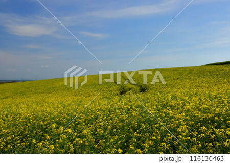 中欧のチェコ共和国　南モラヴィア州キヨフ近くのモラヴィア大草原　小さなチャペル前の菜の花畑の景色 116130463