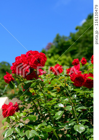 赤いバラと青空　東沢バラ公園　山形県　 116130479