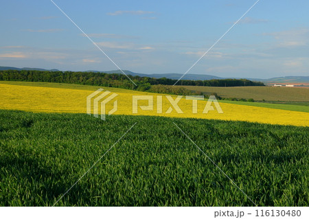中欧のチェコ共和国　南モラヴィア州キヨフ近くのモラヴィア大草原　小さなチャペル前の菜の花畑と麦畑 116130480