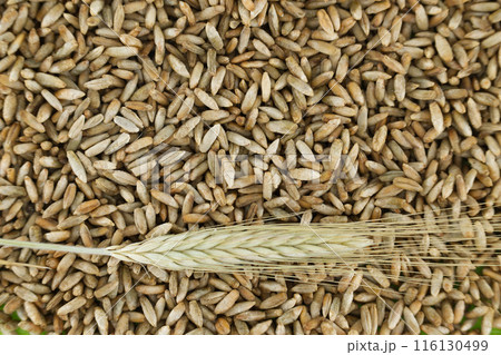 Closeup of rye grains for natural food and agriculture background Closeup of rye grains for natural food and agriculture background 116130499